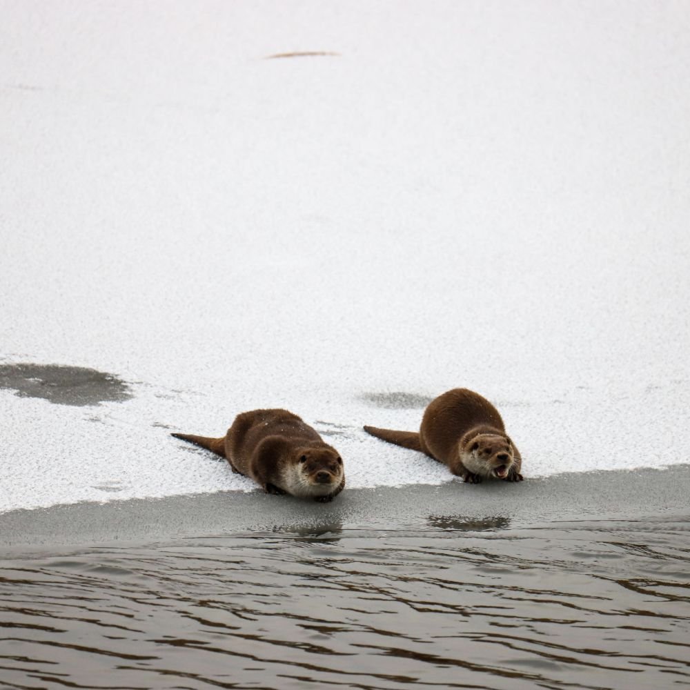 생태동물갤러리