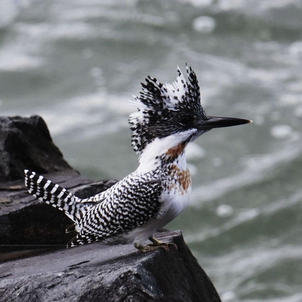 생태동물갤러리