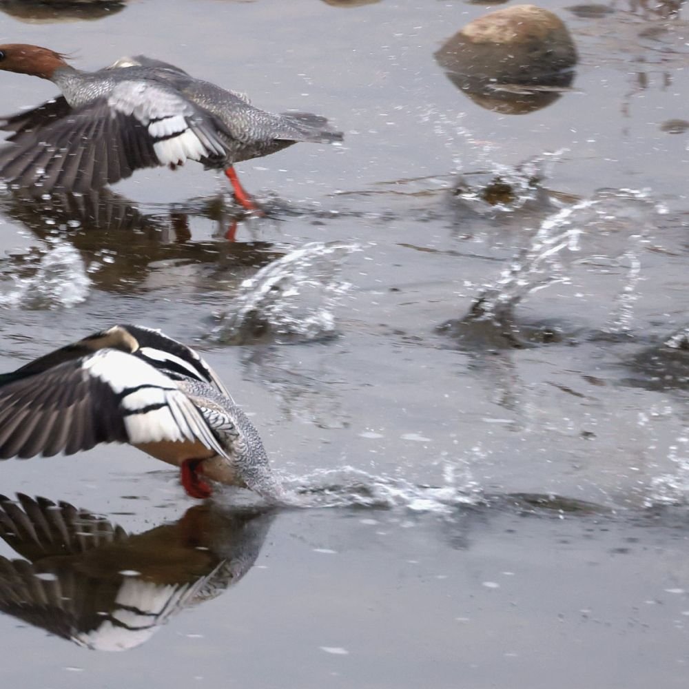생태동물갤러리