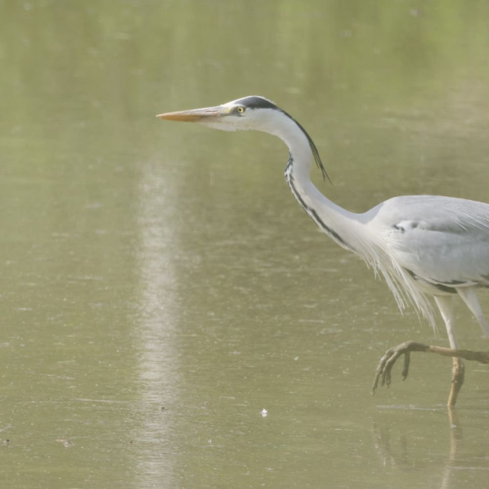 생태동물갤러리