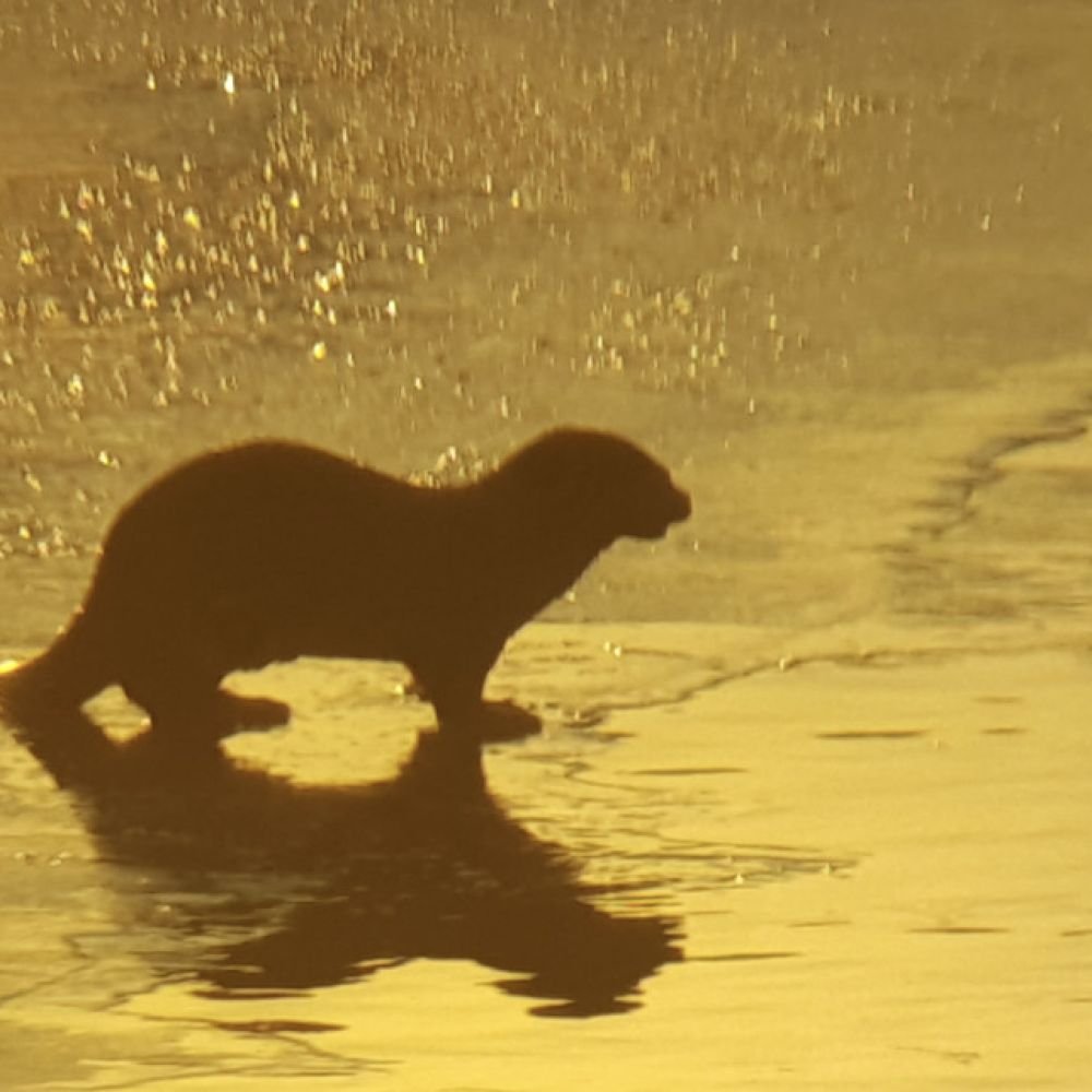 생태동물갤러리