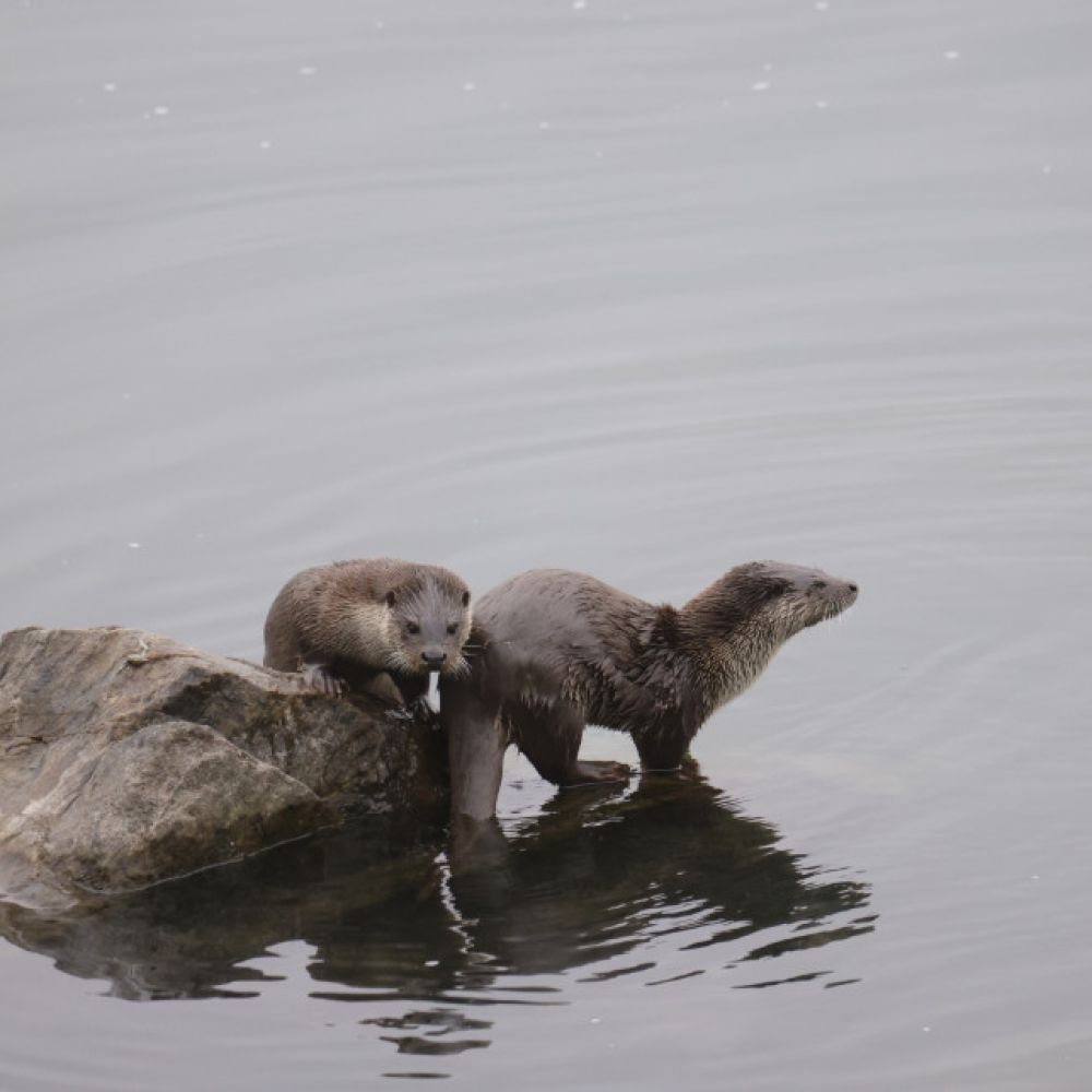 생태동물갤러리